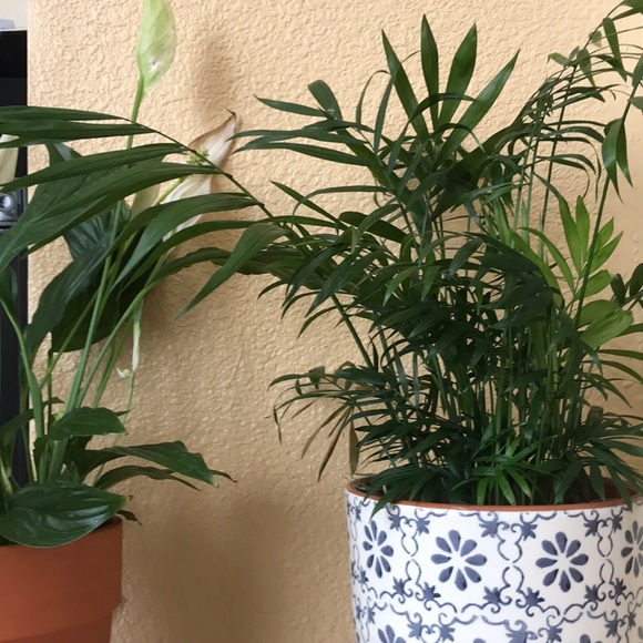 Meet your Posher, Yaz - Picture 1 of 1